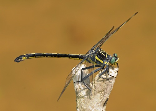 Female
2011_06_16_Chattooga